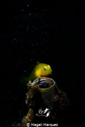 Yellow Gobyfish looking at the stars 
Nikon D7200 
Sea&... by Magali Marquez 